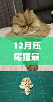 12月压尾猫温馨日常,雪夜趣事与暖心陪伴时光