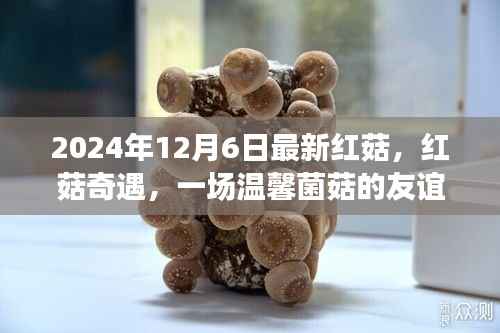 红菇奇遇,一场温馨菌菇的友谊之旅(最新报道,2024年12月6日)
