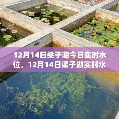 深度解析,多方观点下的梁子湖水位实时动态报告