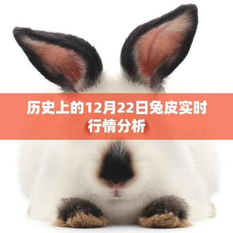 历史上的兔皮行情分析,聚焦十二月二十二日实时动态