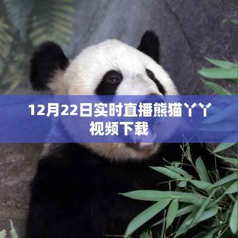 熊猫丫丫直播视频下载回放 12月22日实时观看