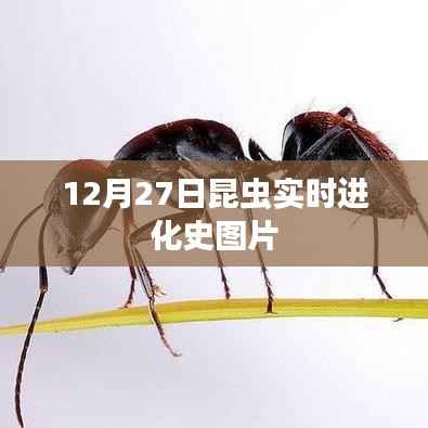 昆虫实时进化史图片,揭秘生命奇迹的壮丽瞬间