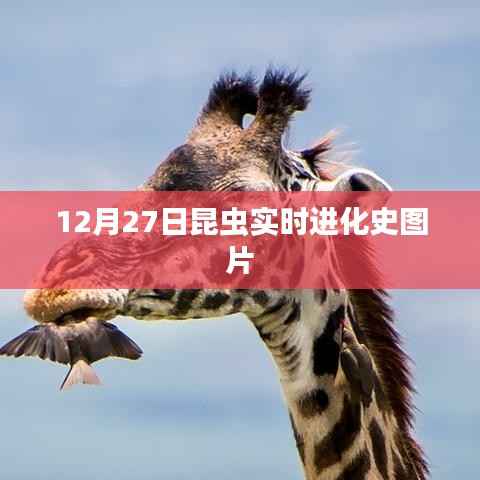 昆虫实时进化史图片,揭秘生命奇迹的壮丽瞬间