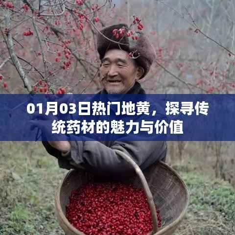 探寻传统药材地黄魅力与价值,热门药材解析