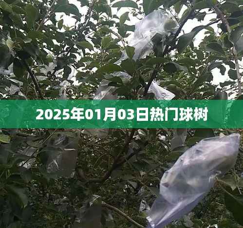 热门球树,2025年1月3日盛事在即