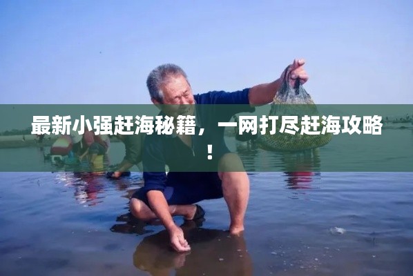 最新小强赶海秘籍,一网打尽赶海攻略!