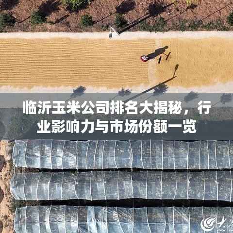 临沂玉米公司排名大揭秘,行业影响力与市场份额一览