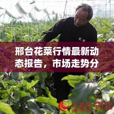 邢台花菜行情最新动态报告,市场走势分析揭秘!