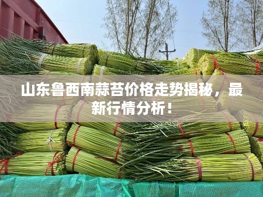 山东鲁西南蒜苔价格走势揭秘,最新行情分析!