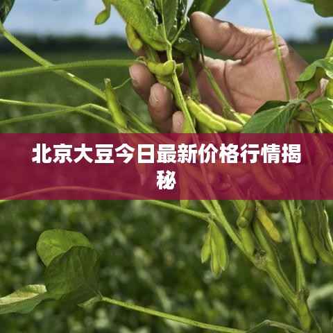 北京大豆今日最新价格行情揭秘