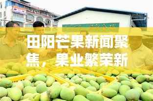 田阳芒果新闻聚焦,果业繁荣新篇章开启
