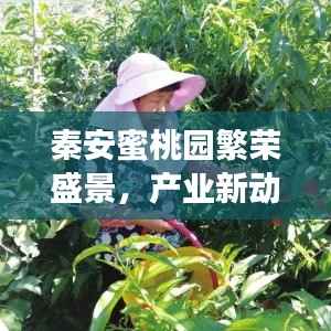 秦安蜜桃园繁荣盛景,产业新动向与蜜桃新闻头条