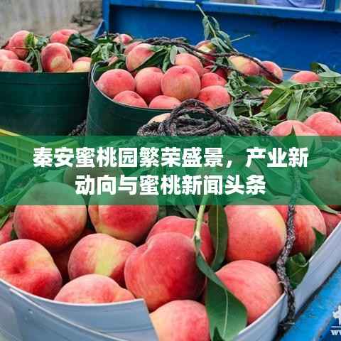 秦安蜜桃园繁荣盛景,产业新动向与蜜桃新闻头条