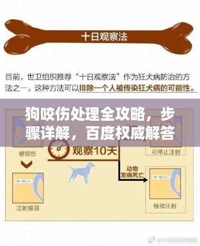 狗咬伤处理全攻略,步骤详解,百度权威解答
