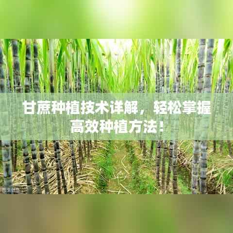 甘蔗种植技术详解,轻松掌握高效种植方法!
