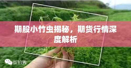 期股小竹虫揭秘,期货行情深度解析