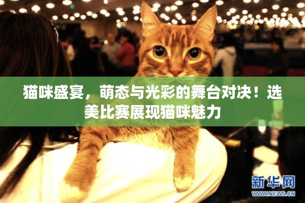 猫咪盛宴,萌态与光彩的舞台对决!选美比赛展现猫咪魅力