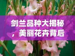 剑兰品种大揭秘,美丽花卉背后的故事,百度带你探索其奥秘!