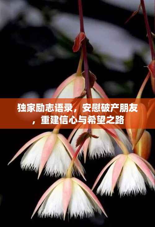 独家励志语录,安慰破产朋友,重建信心与希望之路