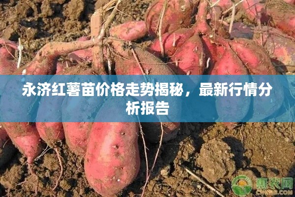永济红薯苗价格走势揭秘,最新行情分析报告