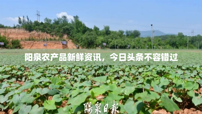 阳泉农产品新鲜资讯,今日头条不容错过