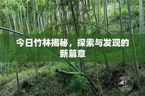 今日竹林揭秘,探索与发现的新篇章