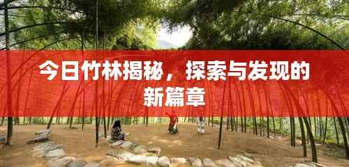 今日竹林揭秘,探索与发现的新篇章