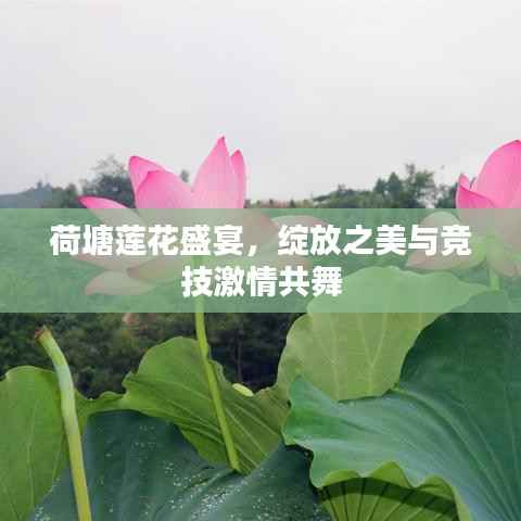 荷塘莲花盛宴,绽放之美与竞技激情共舞