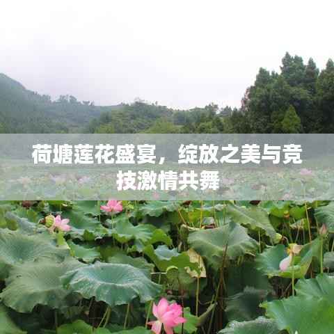荷塘莲花盛宴,绽放之美与竞技激情共舞