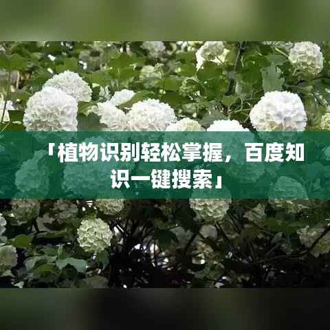 「植物识别轻松掌握,百度知识一键搜索」