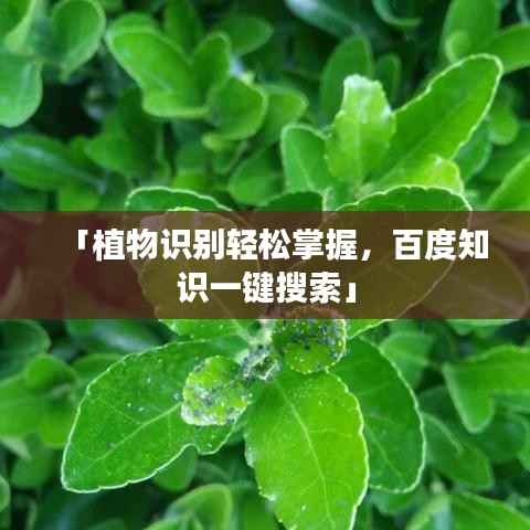 「植物识别轻松掌握,百度知识一键搜索」