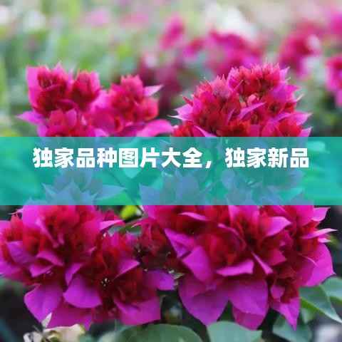 独家品种图片大全,独家新品