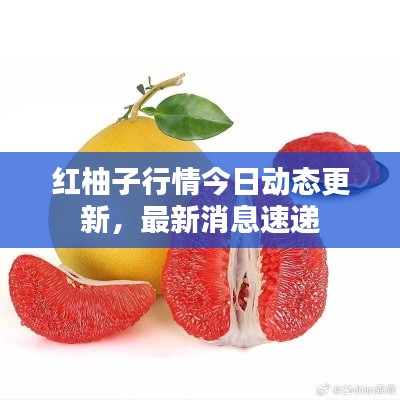 红柚子行情今日动态更新,最新消息速递