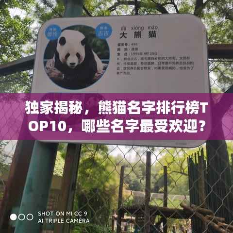 独家揭秘,熊猫名字排行榜TOP10,哪些名字最受欢迎?